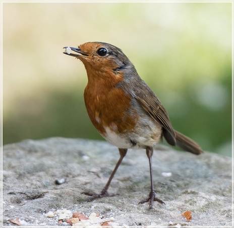 Robin Robin
