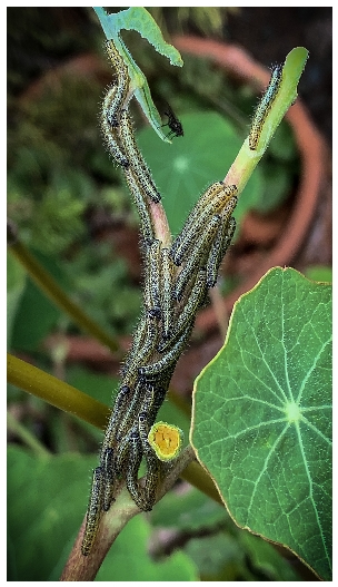 Cabbage White Caterpillar