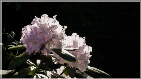 Summer blooms