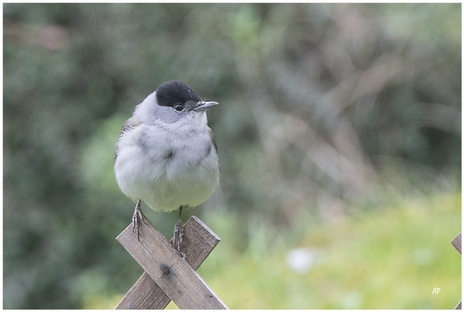 Blackcap Blackcap