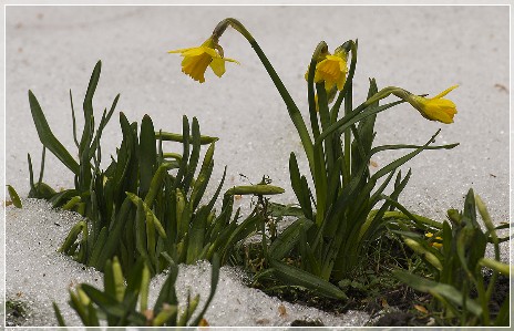 Daffodils in the snow