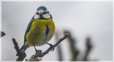 Blue Tit in Winter