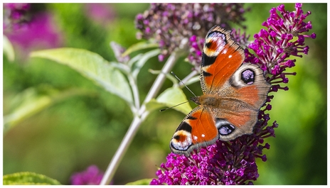 Peacock Butterfly Peacock Butterfly