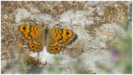 Wall Butterfly