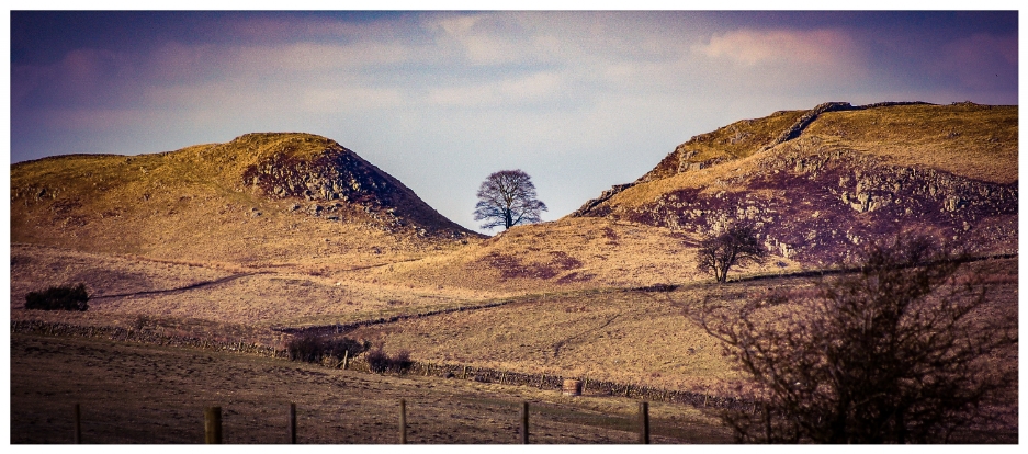 Sycamore Gap, Hadriams Wall.