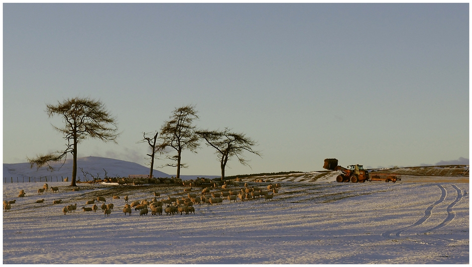 The Dancing Trees. Coquetdale winter.