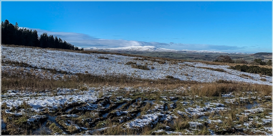 Cheviot Winter