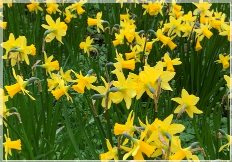 Daffs Daffs