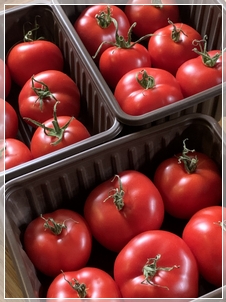 Tomato Harvest Tomato Harvest