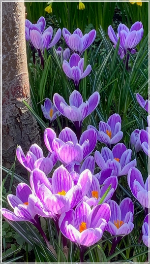 Crocii Crocii