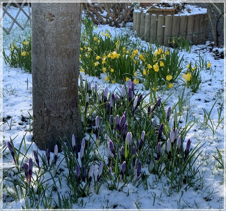 Spring Bulbs