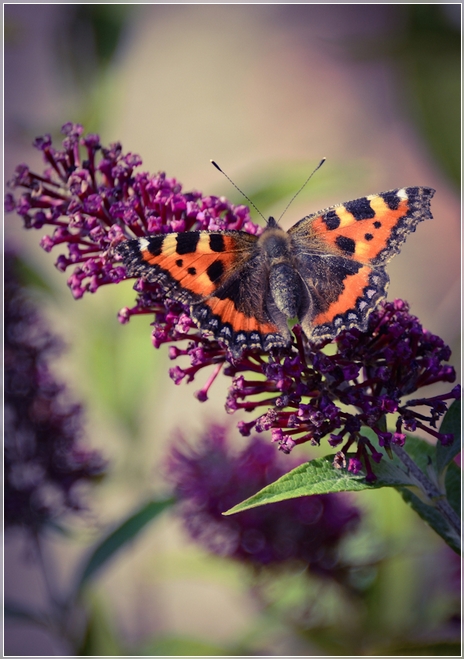 Small Tortoiseshell