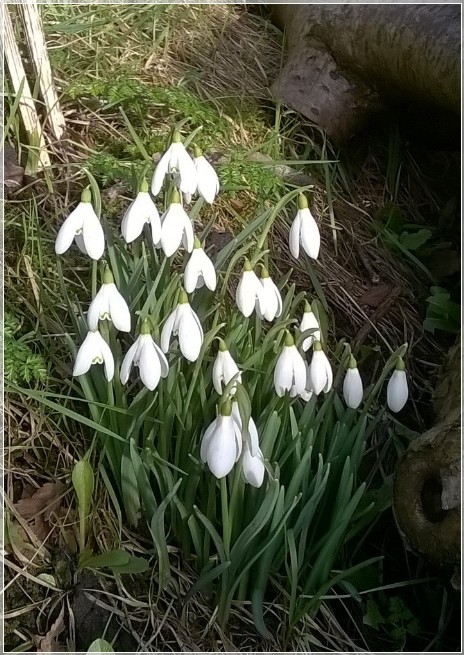 Snowdrops Snowdrops