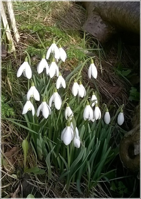 Snowdrops