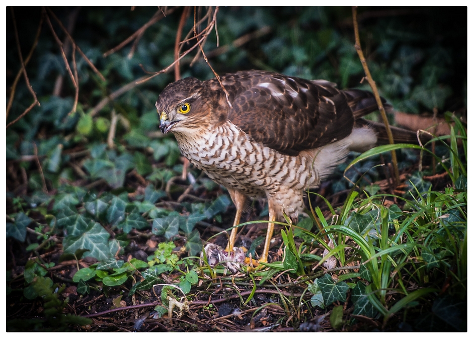 Sparrow Hawk