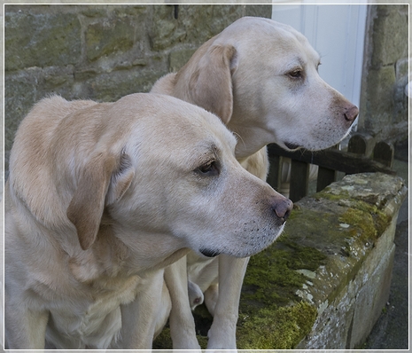 Yellow Labradors