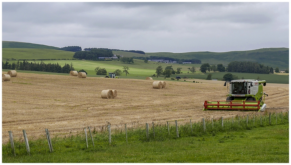 Barley Harvest home and dry