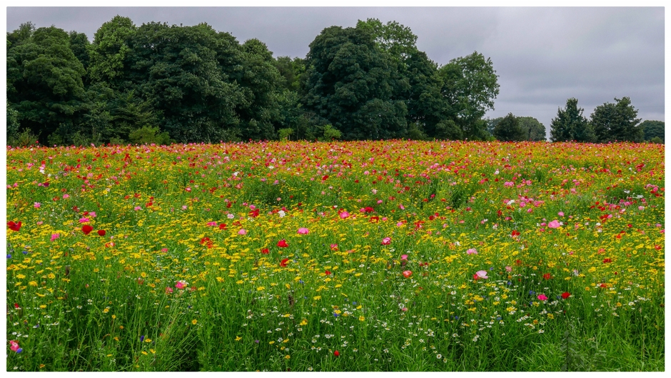 Late Summer flower meadow. Late Summer flower meadow.