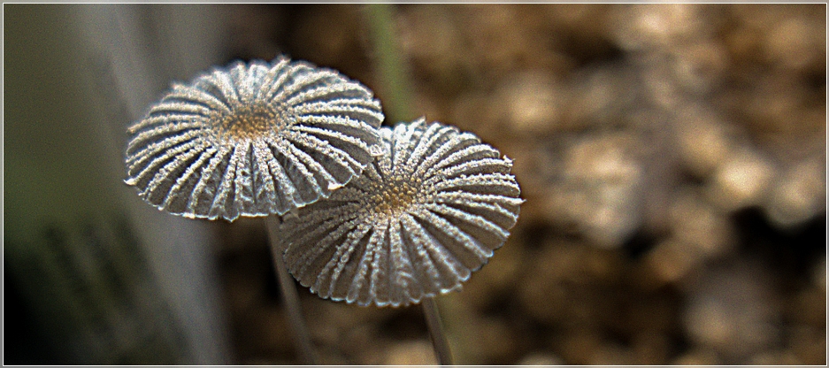 Fairy Inkcap