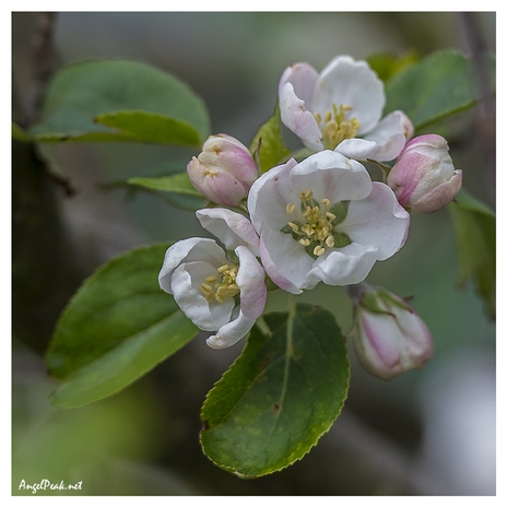 Apple Blossom