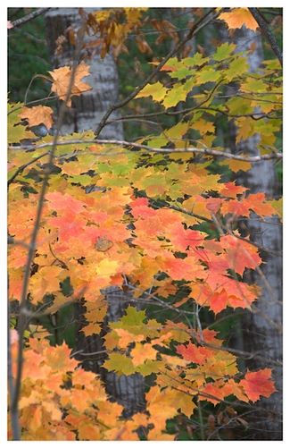 Maple leaves in the Fall.Canada. Maple leaves in the Fall.Canada.