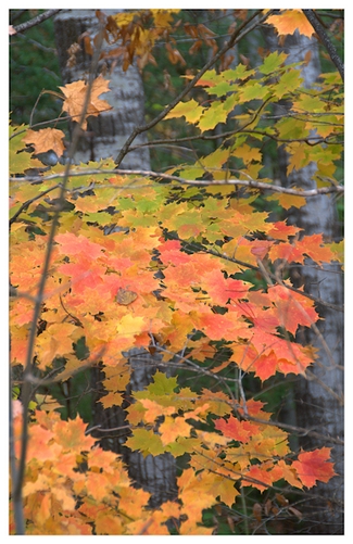 Maple leaves in the Fall.Canada.