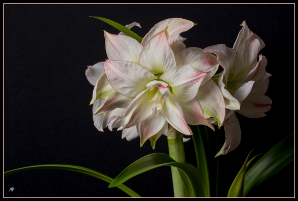Amaryllis Amaryllis