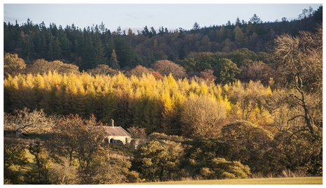 Autumn in the Vale of Whittingham Autumn in the Vale of Whittingham
