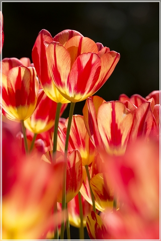Tulips Tulips