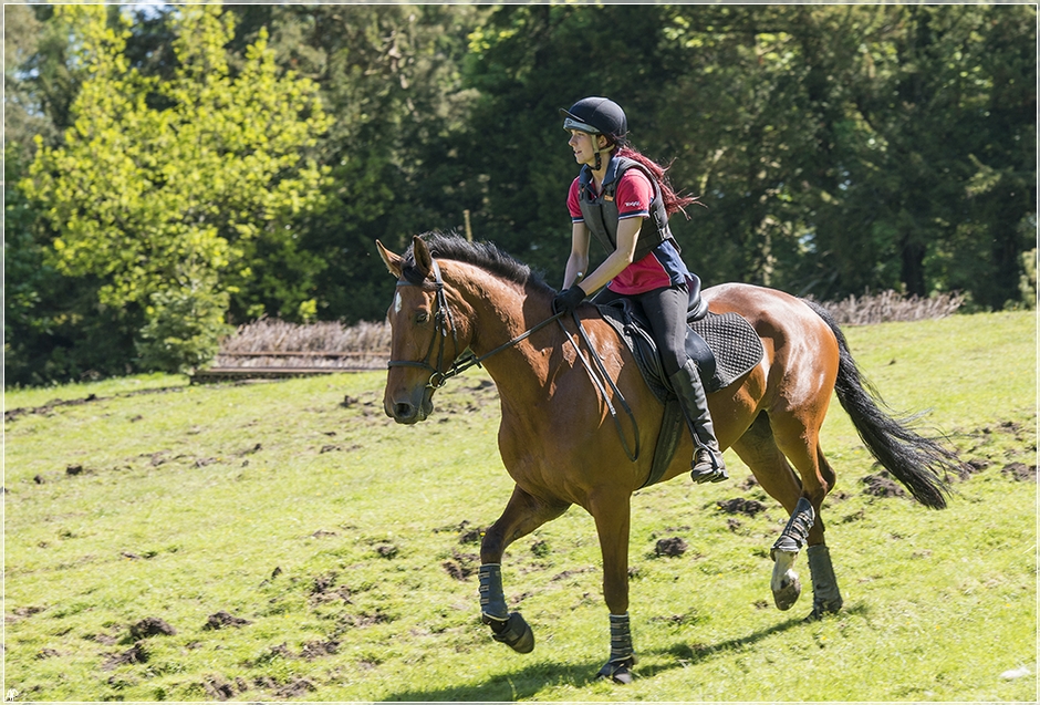 Exercise over the jumps at Belsay Castle Horse and rider