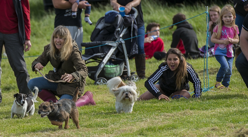 Terrier racing at Glanton Show