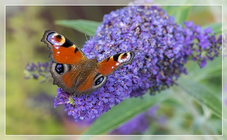 Peacock butterfly