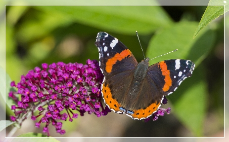 Red Admiral