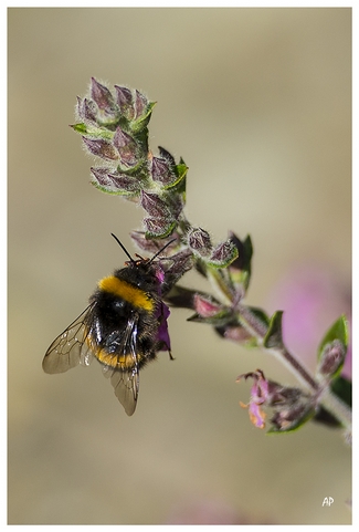 Bee collects pollen