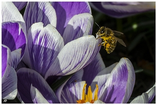Honey Bee Honey Bee
