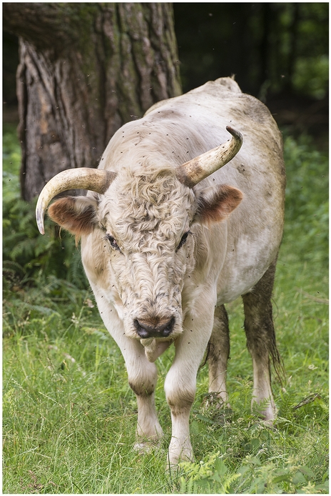 Chillingham wild cattle