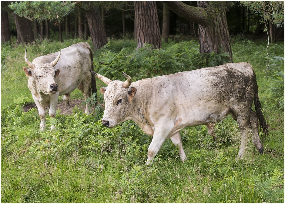 Chillingham wild cattle