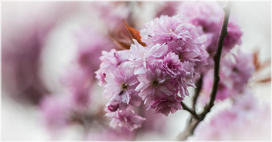 Spring Blossom