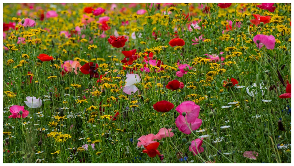 Meadow flowers Meadow flowers