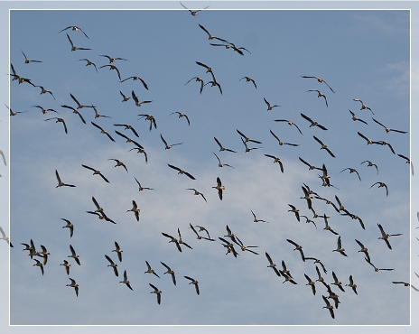 Greylag geese