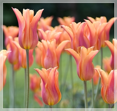 Tulips Tulips
