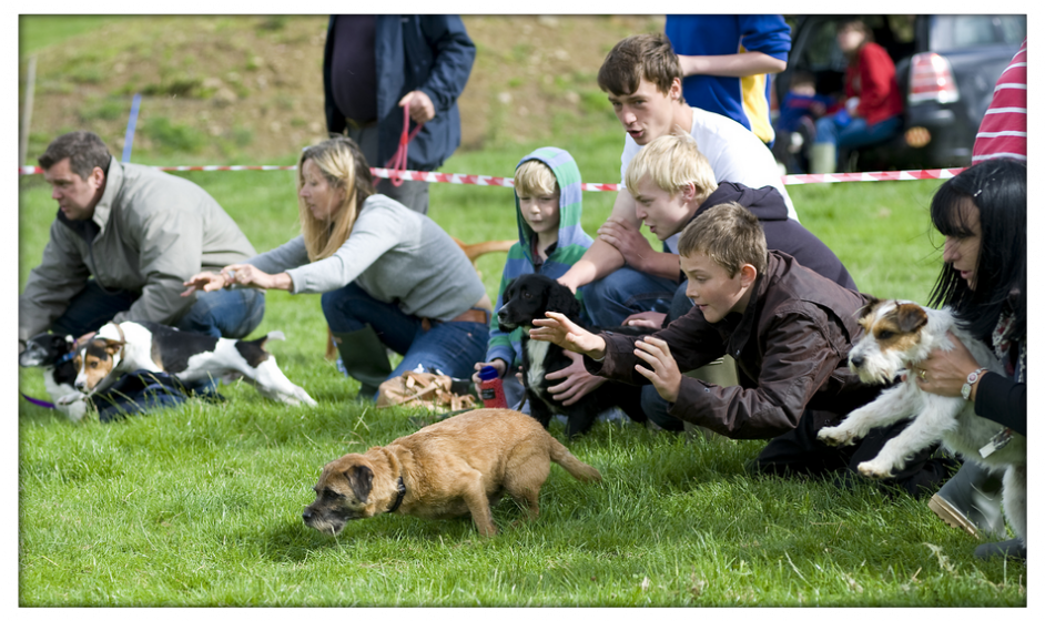 terrier racing